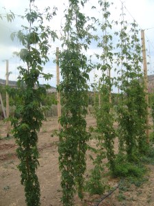 hop vines